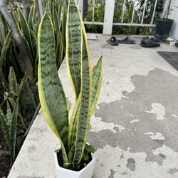 Snake Plant In Ceramic Pot