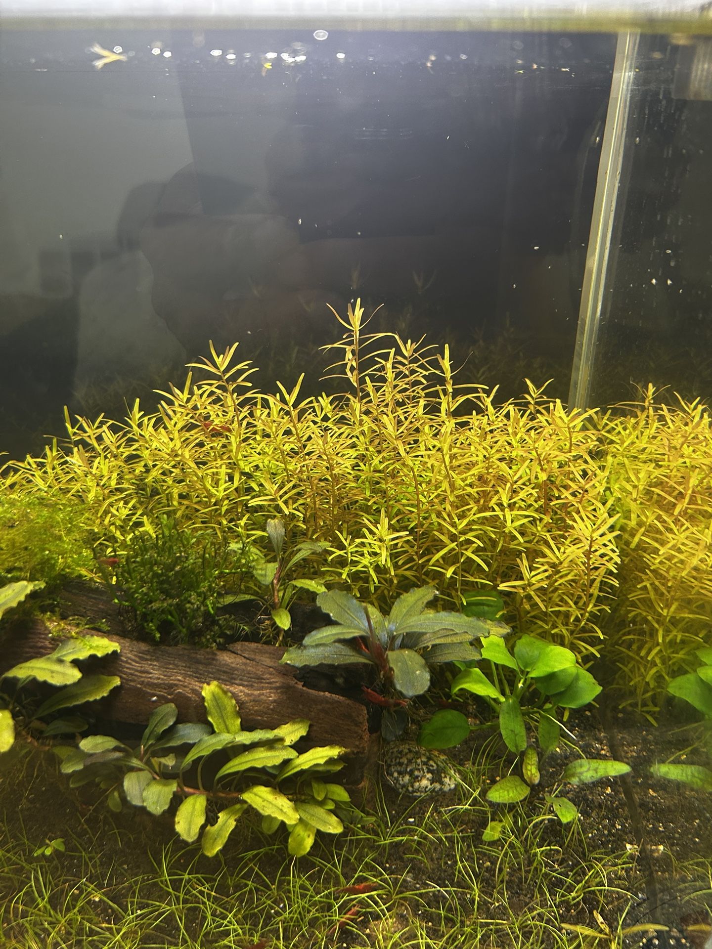 Aquarium Rotala Plant