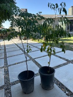 Arbol de paraiso para sombra