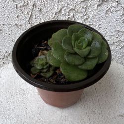 3 Inch Pot Succulent Plant - Aeonium Lindleyi - Tree of Love  - Rooted & Established - Drought Resistant - 🪴