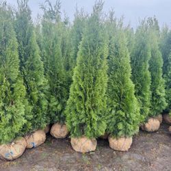 Privacy Tree Sale FREE DELIVERY! Emerald Green & Green Giants 
