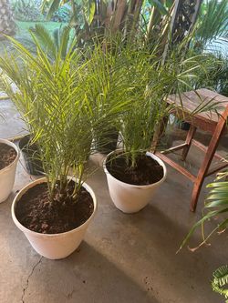 Pigmy palms in large pot 20$ each