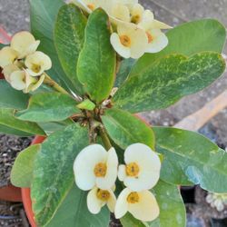 Crown Of Thorns