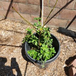 Peach tree/ mint / lantera/ and oregano