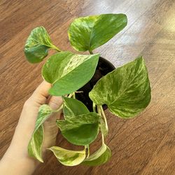 Marble queen pothos plant + free bird of paradise plant starter