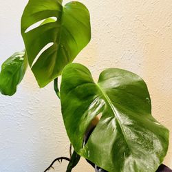 Monstera Deliciosa Cutting 