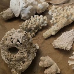 Natural Coral Specimen | Dried Branching Coral | Coastal Home Décor, Crafts, Terrarium, Jewelry Supply