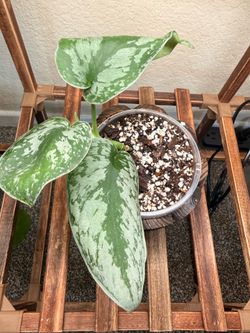 Scindapsus Pictus ‘Exotica’