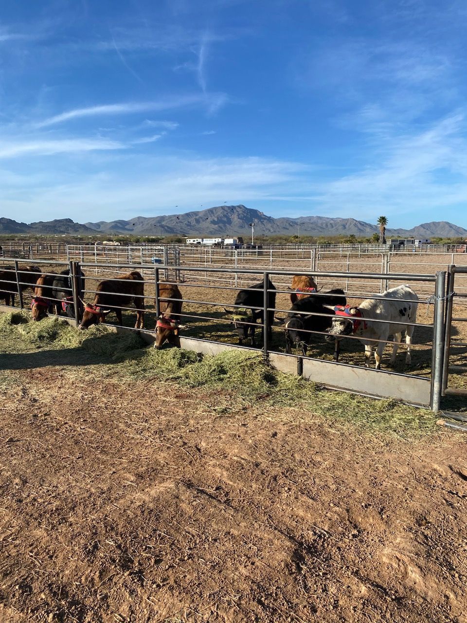 Cattle Feeder Panels 20ft 