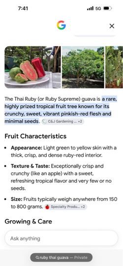 Ruby Thai seedless guava tree , Ruby Supreme guava tree