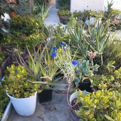 Succulents $2-$40 depending on the size