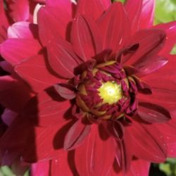 The tuber of beautiful dahlias.