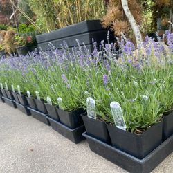 MUNSTEAD English Lavender Plants 