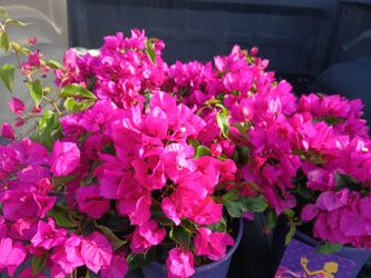 Bougainvillea plants