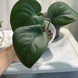 Scindapsus Jade 2inpot