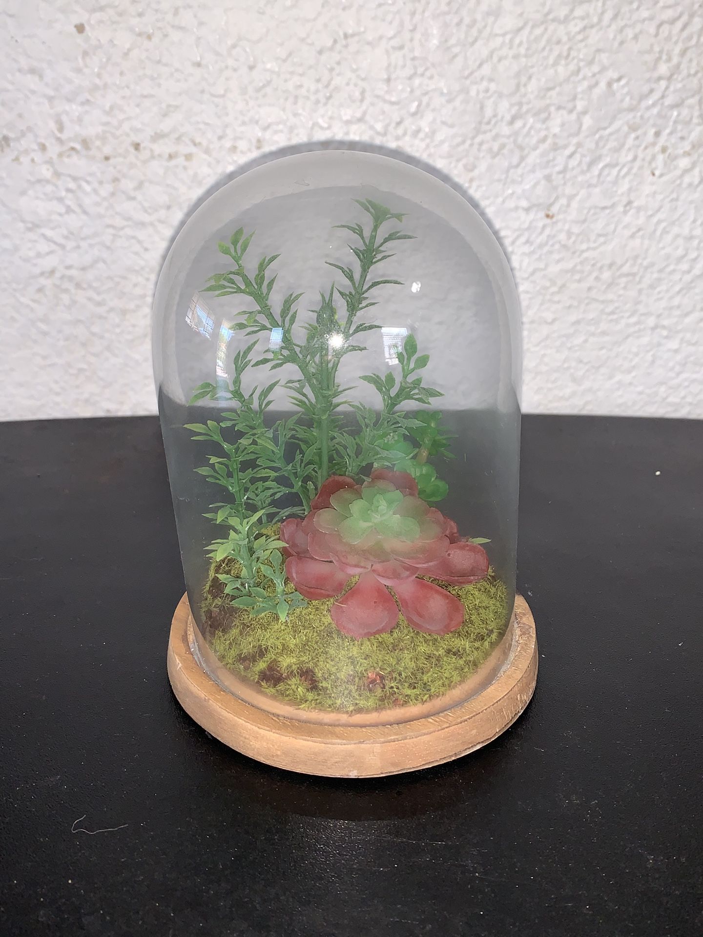 Fake Succulent in Glass Dome 6”