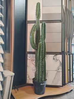 Fake cactus  61" tall price 40 dallors