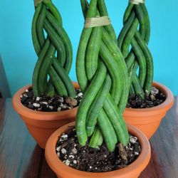 Braided Cylindrical Sansaveria Plant