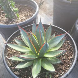 Agave Blue Glow