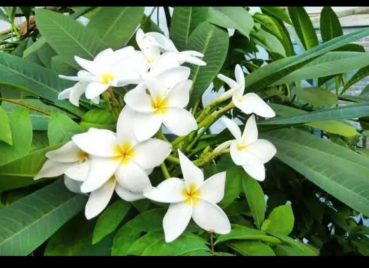 A big pot of Plumeria plant