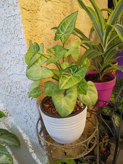 Plants