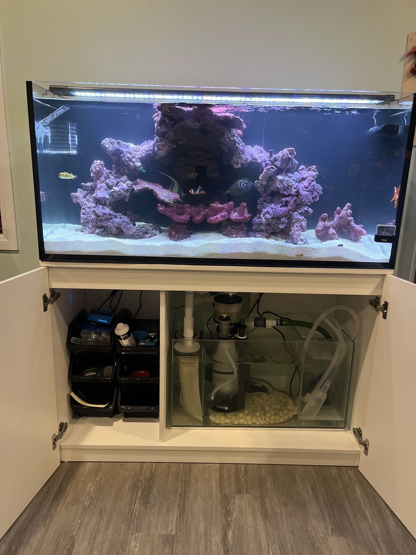 80 Gallon Aquarium With Stand, Sumo, Equipment.