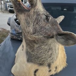 Wild Boar Shoulder Mount