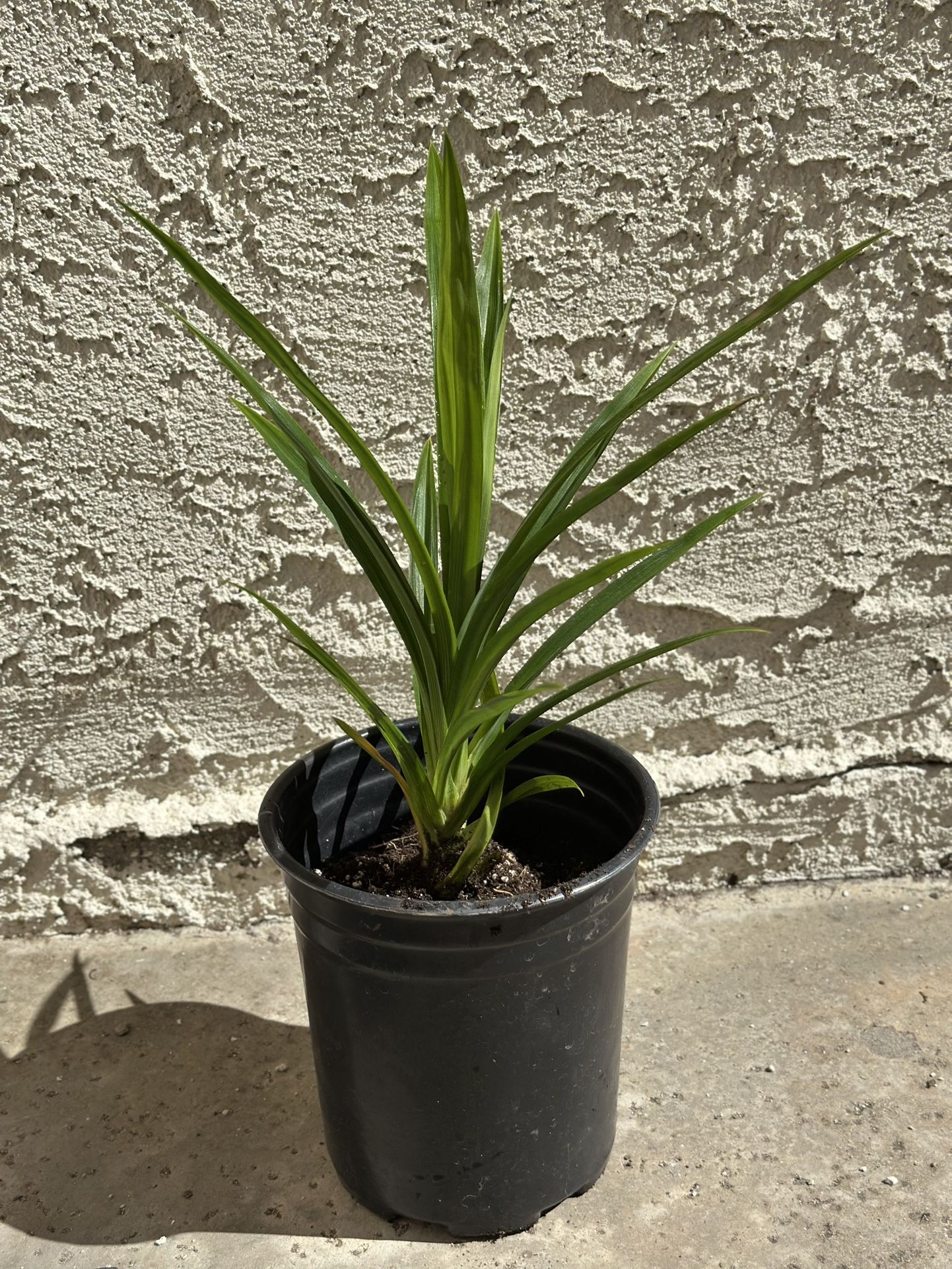 Pandan Plant - lá dứa nếp thơm - $25