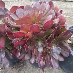 Plants