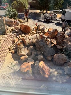 Large Lot of Cut Hardwood Maple Logs
