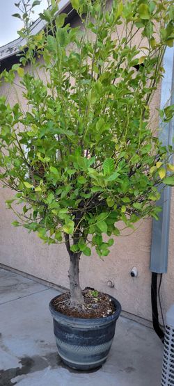Lemon Tree 9 feet tall