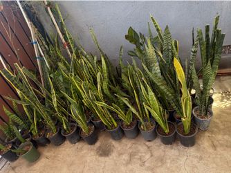 Snake plant