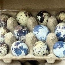 Quail Eggs 