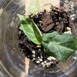 Reverted Pink Black Velvet Alocasia 