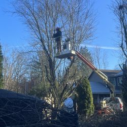 Tree Work For Sale