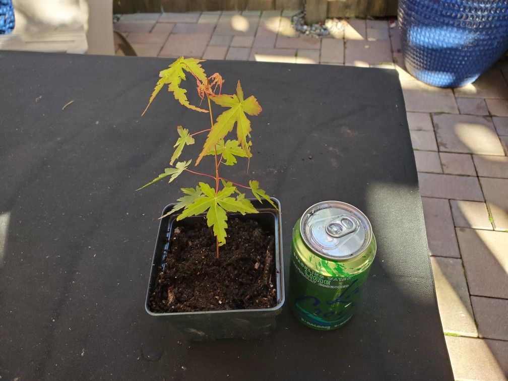 Japanese Maples Small Leaf (Red Fall Colors)
