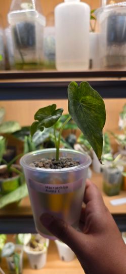 🌿 Alocasia Macrorrhiza Aurea (C) 🌿