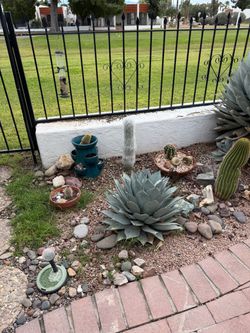 Agave Plants