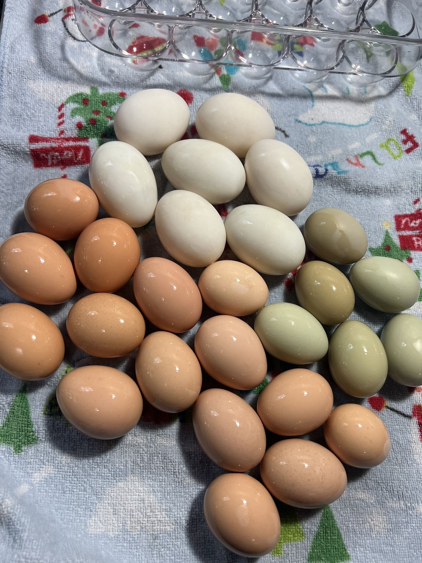 Fresh Eggs 🐓🪺