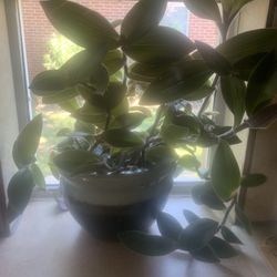 Plant for inside!  Potted ( ceramic) 