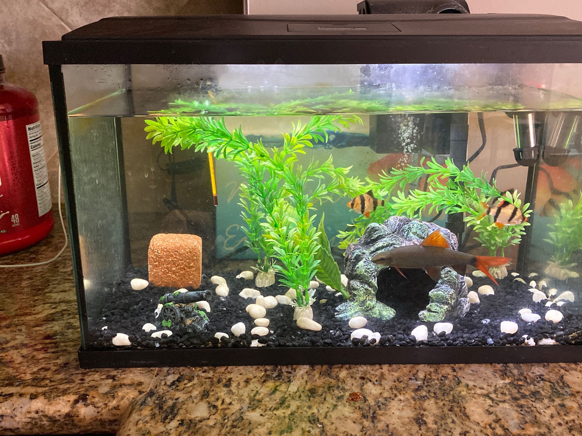 Fish tank / filter/ water temp control/ conditioner/ everything !