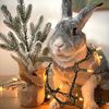 Rosemary