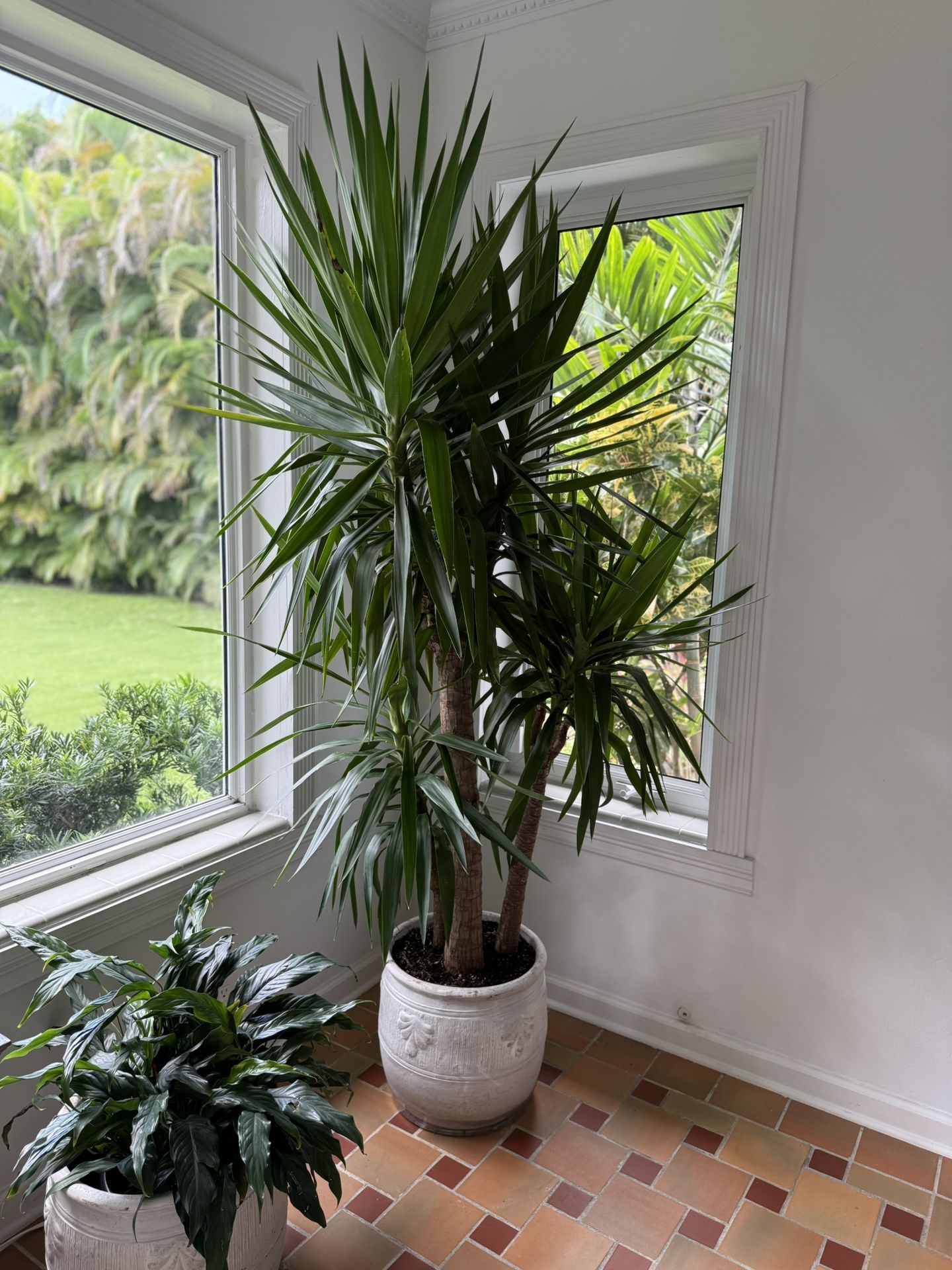 Statement Yucca Plant