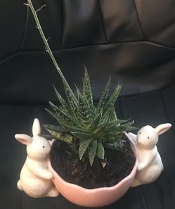 Beautiful secculent in beautiful pot .you can put indoor and less care.