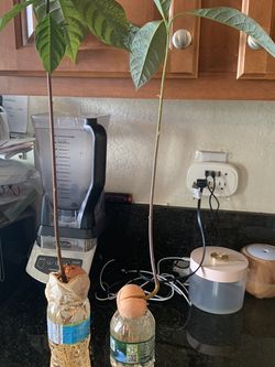 Avocado Seedlings
