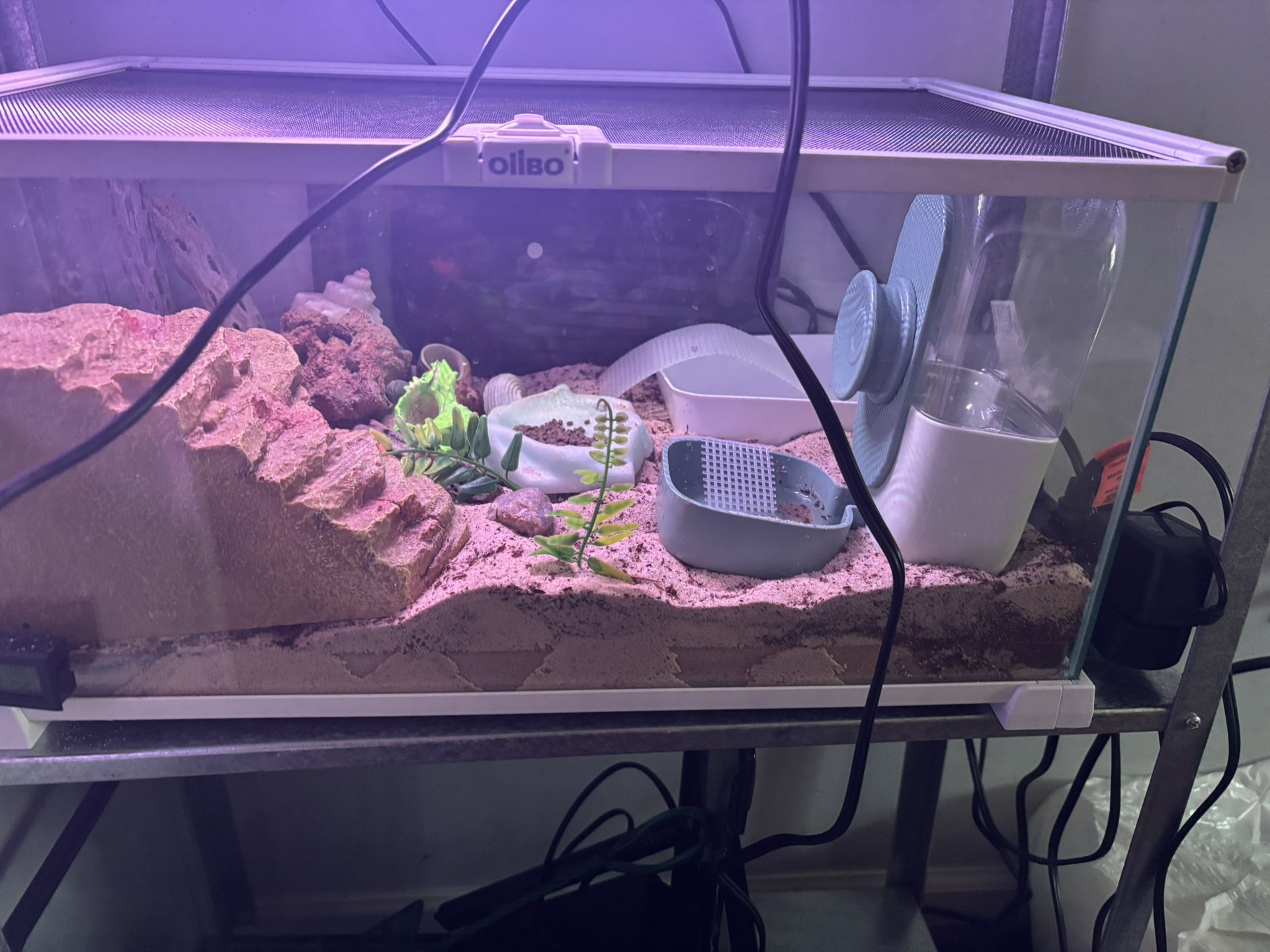Hermit Crab Tank 10 Gallons