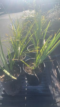 PLANTS!