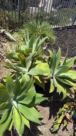 Agave Plant-Multiple Sizes and Prices