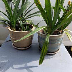 Two Nice Planters With Plants