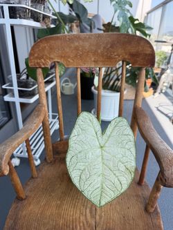 Moonlight Caladium